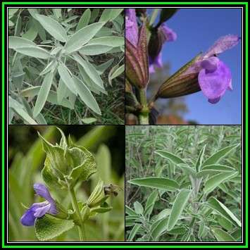 Salvia officinalis, Culinary Sage - 40 Seed Pack, Edible Evergreen Herb Medicinal - New