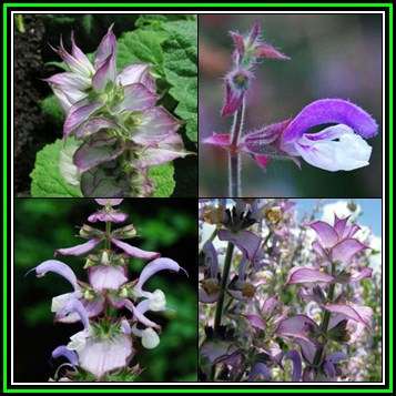 Salvia sclarea, Clary Sage - 10 Seed Pack, Edible Scented Biennial Herb Vegetable Medicinal - New