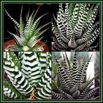 Haworthia attenuata Seeds - Indigenous Endemic Succulent - Flat Ship Rate - NEW