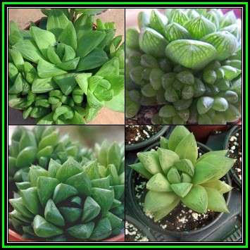 Haworthia cymbiformis - 10 Seed Pack - Indigenous Endemic Succulent - Combined Global Shipping - NEW
