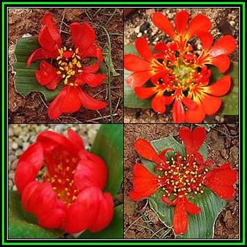 Daubenya aurea Red - 10 Seed Pack - Rare Indigenous Endemic Perennial Bulb -Combined Shipping- New