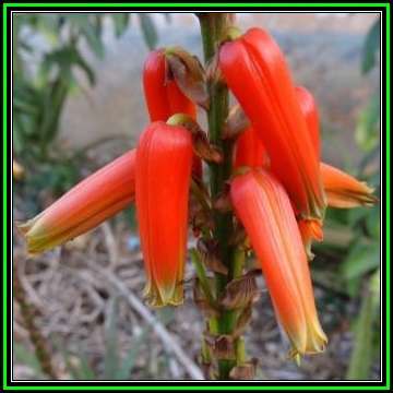 Aloe pienaarii - 5 Seed Pack - Indigenous South African Succulent - Combined Global Delivery - NEW