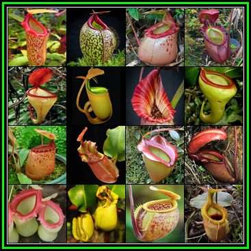 Nepenthes Seeds - Monkey Cups or Tropical Pitcher Plants - Carnivorous Vine - New