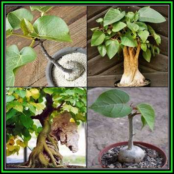 Ficus abutilifolia, Rock Wild Fig, Rock-Splitting Fig Bonsai Seeds, Indigenous Medicinal NEW