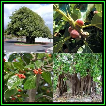 Ficus benghalensis, Indian Banyan Fig Evergreen Tree, 50 Bulk Seed Pack - NEW