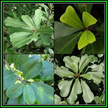 Ficus craterostoma - Blunt-leaved Forest Strangler Fig Tree, 10 Seed Pack - Indigenous Evergreen NEW