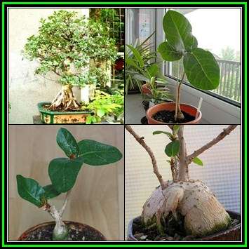 Ficus glumosa - African Rock-fig Seeds - Indigenous Bonsai - NEW