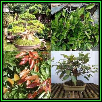 Ficus ingens - Red-leaved Rock Fig - 10 Seed Pack - Indigenous Bonsai - NEW