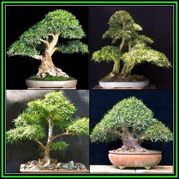 Ficus salicifolia, Natal Fig Bonsai Seeds, Indigenous Medicinal NEW