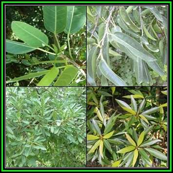 Ficus salicifolia, Natal Fig Tree, 10 Seed Pack, Indigenous Evergreen Medicinal NEW