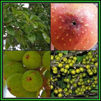 Ficus sansibarica, Knobbly Fig Tree, 20 Seed Pack, Indigenous Evergreen - Attracts Birds - NEW