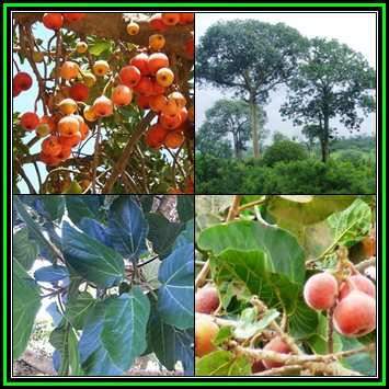Ficus sycomorus, Ficus sycamorus - Sycamore Fig 10 Seed Pack Indigenous Evergreen Edible Fruits NEW