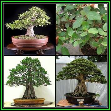 Ficus sycomorus, Ficus sycamorus - Sycamore Fig Bonsai Seeds, Indigenous Edible Fruit - NEW