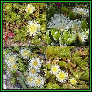 Sceletium emarcidum Kanna - 10 Seed Pack - Indigenous Ethnobotanical Succulent Mesemb Herb - NEW