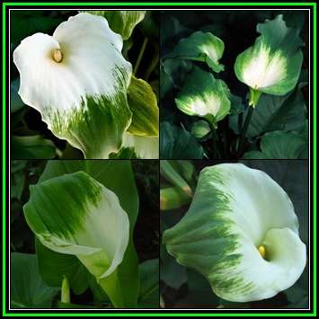 Zantedeschia aethiopica Green Goddess, Green Arum Lily Seeds, Indigenous Perennial Bulb, New