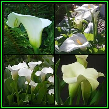 Zantedeschia odorata, Scented White Arum Lily, 10 Seed Pack, Indigenous Perennial Bulb, New