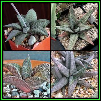 Gasteria ellaphieae - 5 Seed Pack - Indigenous Endemic Succulent - Flat Ship Rate - NEW