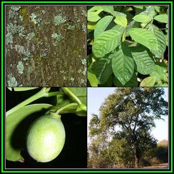 5 Berchemia discolor - Brown Ivory Seeds, Indigenous Evergreen Edible Fruit Tree Medicinal NEW