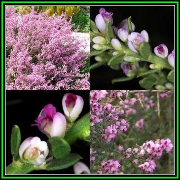 Nylandtia spinosa - Tortoise Berry Seeds - Flat Seed Ship Rate - Indigenous Shrub - NEW