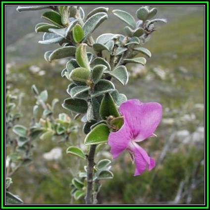 Podalyria burchellii - Scented Sweet Pea - 10 Seed Pack - Indigenous Endemic Flowering Shrub - New