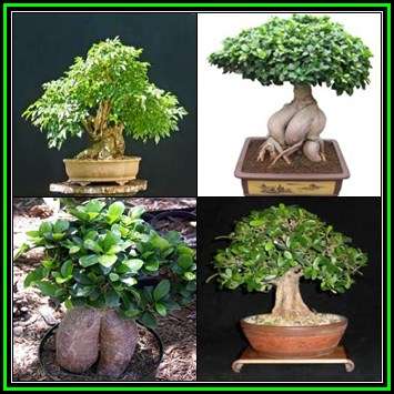 Ficus cordata, Namaqua Fig Bonsai Seeds - Indigenous Evergreen - NEW