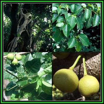 Ficus polita, Heart-leaved Fig Tree - 10 Seed Pack - Indigenous Evergreen Edible Fruits - NEW
