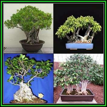 Ficus thonningii, Bark-cloth Fig Bonsai Seeds - Indigenous Edible Fruit - NEW
