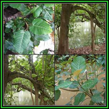 Ficus trichopoda, Swamp Fig Tree Seeds - Indigenous Evergreen - Attracts Birds - NEW