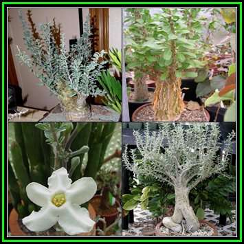 Sesamothamnus lugardii Seeds - Indigenous South African Caudiciform Succulent Bonsai - NEW