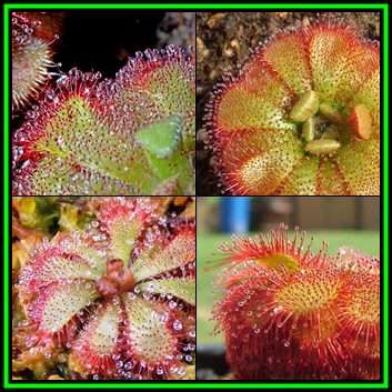 Drosera aliciae - Carnivorous Sundew Seeds - Endemic Ethnobotanical Houseplant - New