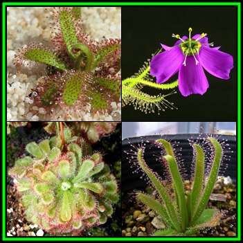Drosera cistiflora Pink Flower - Carnivorous Sundew - 10 Seed Pack - Indigenous Houseplant - New