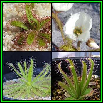 Drosera cistiflora White Flower - Carnivorous Sundew Seeds - Indigenous Houseplant - New
