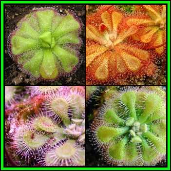 Drosera natalensis - Carnivorous Sundew - 5 Seed Pack - Endemic Ethnobotanical Houseplant - New