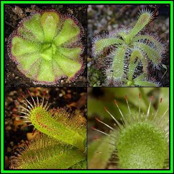 Drosera pauciflora - Carnivorous Sundew - 10 Seed Pack - Endemic Ethnobotanical Houseplant - New