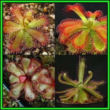 Drosera trinervia - Carnivorous Sundew Seeds - Endemic Ethnobotanical Houseplant - New