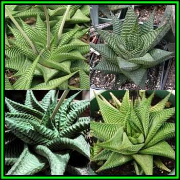 Haworthia limifolia Seeds - Fairies Washboard - Indigenous Succulent - Flat Ship Rate - NEW