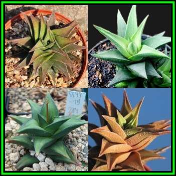 Haworthia tortuosa - 10 Seed Pack - Indigenous Endemic Succulent - Combined Global Shipping - NEW