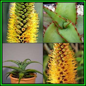 Aloe alooides - Graskop Aloe - 5 Seed Pack Indigenous Aloe Succulent - Worldwide Shipping, NEW