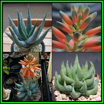 Aloe krapohliana Seeds - Karoo Aloe - Indigenous Succulent - Worldwide Shipping, NEW