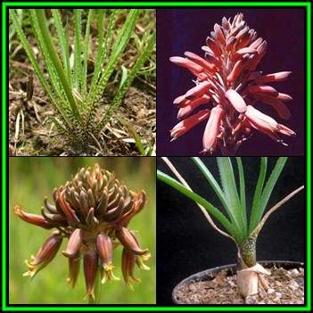 Aloe myriacantha - Grass Aloe - 5 Seed Pack - Indigenous Succulent - Worldwide Shipping, NEW