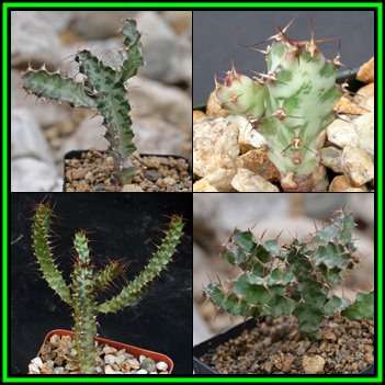 Euphorbia curvirama Seeds - Indigenous Endemic Drought Tolerant Succulent - NEW