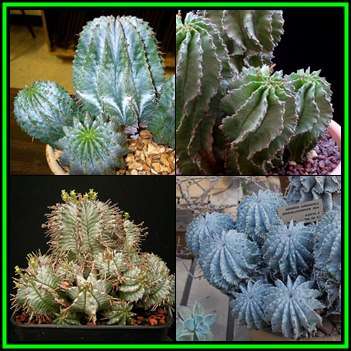 Euphorbia horrida Seeds - Indigenous Endemic Drought Tolerant Succulent - NEW