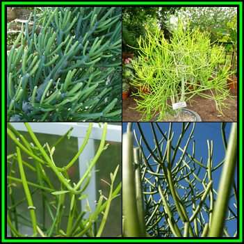 Euphorbia tirucalli - 20 Seed Pack - Indigenous Drought Tolerant Succulent - NEW