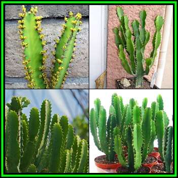 Euphorbia triangularis Seeds - Indigenous Drought Tolerant Succulent - NEW
