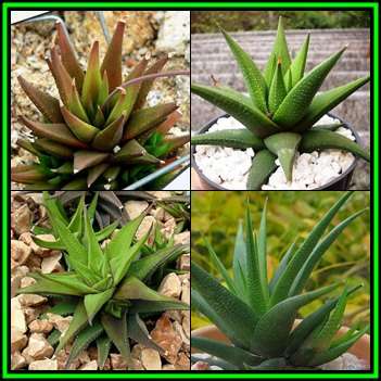 Haworthia glabrata - 10 Seed Pack - Indigenous Endemic Succulent - Flat Ship Rate - NEW