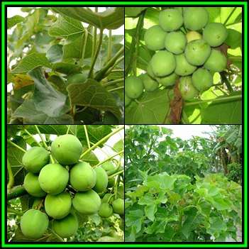 Jatropha curcas Seeds - Physic Nut Biodiesel Deciduous Tree Medicinal - New