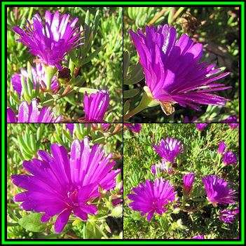 Lampranthus amoenus - 10 Seed Pack - Indigenous Endemic Succulent Mesemb - NEW