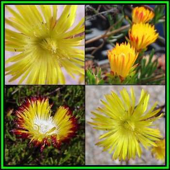 Lampranthus bicolor - 20 Seed Pack - Indigenous Endemic Succulent Mesemb - NEW