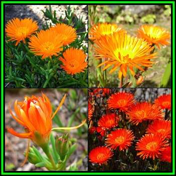 Lampranthus glaucoides - 20 Seed Pack - Indigenous Endemic Succulent Mesemb - NEW