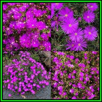 Lampranthus roseus - 10 Seed Pack - Indigenous Endemic Succulent Mesemb - NEW